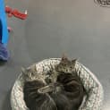 Photo of Dulcie (Was Wednesday
