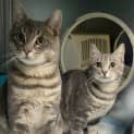Photo of Dulcie (Was Wednesday