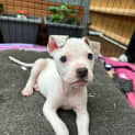 Photo of Snow White