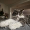 Photo of Rhubarb   In Foster Care In Melton South