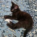 Photo of Toothless