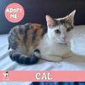 Photo of Cal