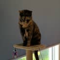 Photo of Poppy