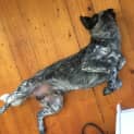 Photo of Patch