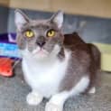 Photo of Fuzz Lightyear