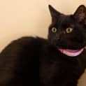 Photo of Piper
