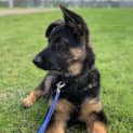 Photo of Zeus
