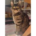 Photo of 5051   Tabby