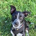 Photo of Baxter
