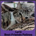 Photo of Lyric
