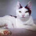 Photo of Daisy