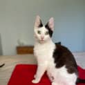 Photo of Daisy