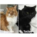 Photo of 1134/1240   Tetley & Damien