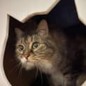 Photo of Willow