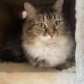 Photo of Willow
