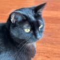 Photo of Mumma Bunjil **2nd Chance Cat Rescue**