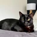 Photo of Mumma Bunjil **2nd Chance Cat Rescue**