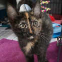 Photo of Harriet