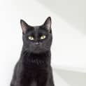 Photo of Phoebe
