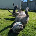 Photo of Shiraz The Greyhound