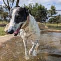 Photo of Snowflake The Greyhound