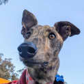 Photo of Myrtle The Greyhound