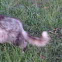Photo of Rocket