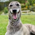 Photo of Shiraz The Greyhound