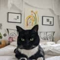 Photo of Simba In Foster Care In Hawthorn