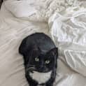 Photo of Simba In Foster Care In Hawthorn