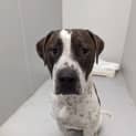 Photo of Apollo