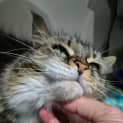 Photo of Willow