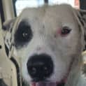 Photo of Anibus