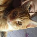 Photo of Oscar (Noodle)
