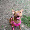 Photo of Ziggy