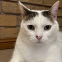 Photo of Jewel