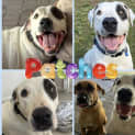 Photo of Patches