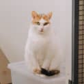Photo of Allington Jagger