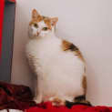 Photo of Allington Jagger