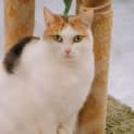 Photo of Allington Jagger