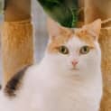 Photo of Allington Jagger