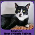 Photo of Tasman 