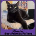Photo of Miracle 