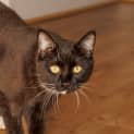 Photo of Diva