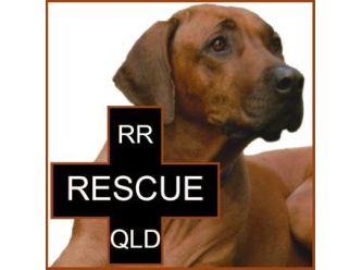 rhodesian ridgeback rescue near me