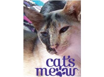 Cats Meow Cattery at Samford