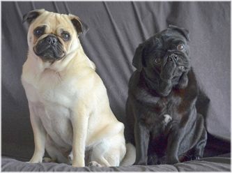Pug Rescue & Rehoming Queensland & Northern NSW