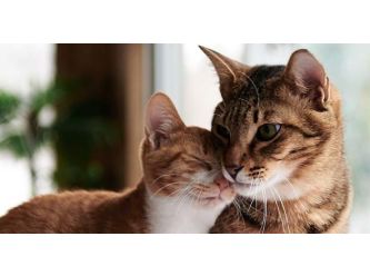 Kirsten's Cat Rescue