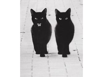 Westie Cat Support Services