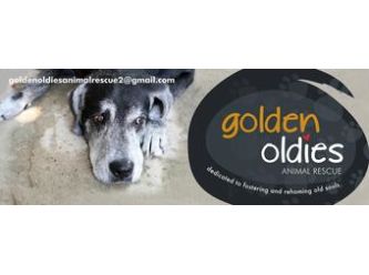 oldies dog rescue north east